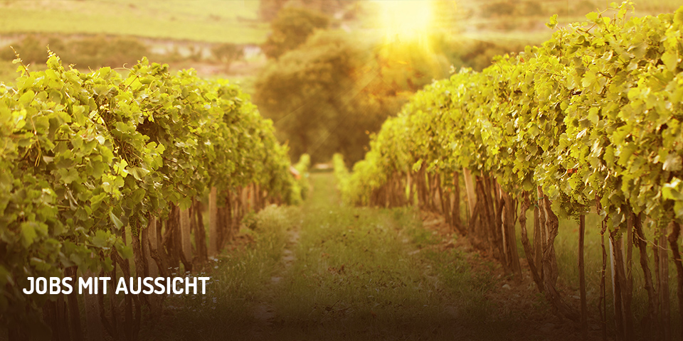 Blick durch Weinreben, im Hintergrund Weinberge und Sonne, die durch Baumwipfel scheint; Bild mit Aufschrift „Jobs mit Aussicht“